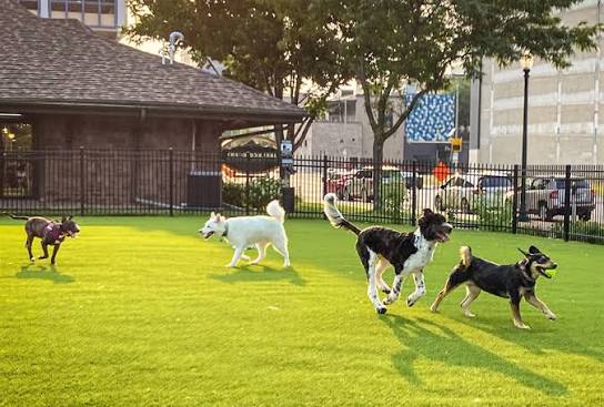 Dog Park 1