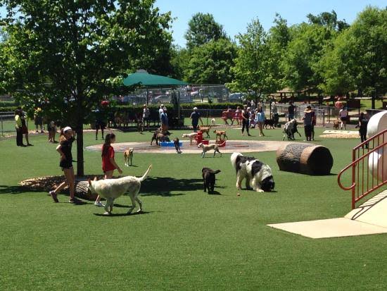 Dog Park 2