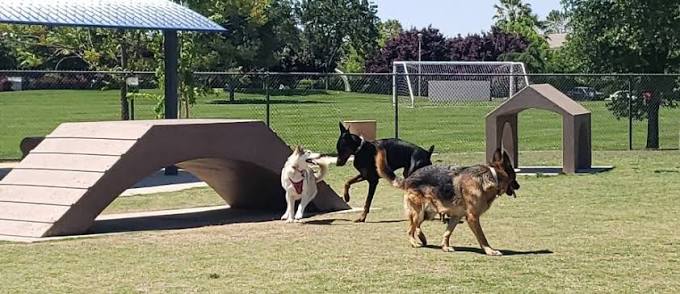 Dog Park 5